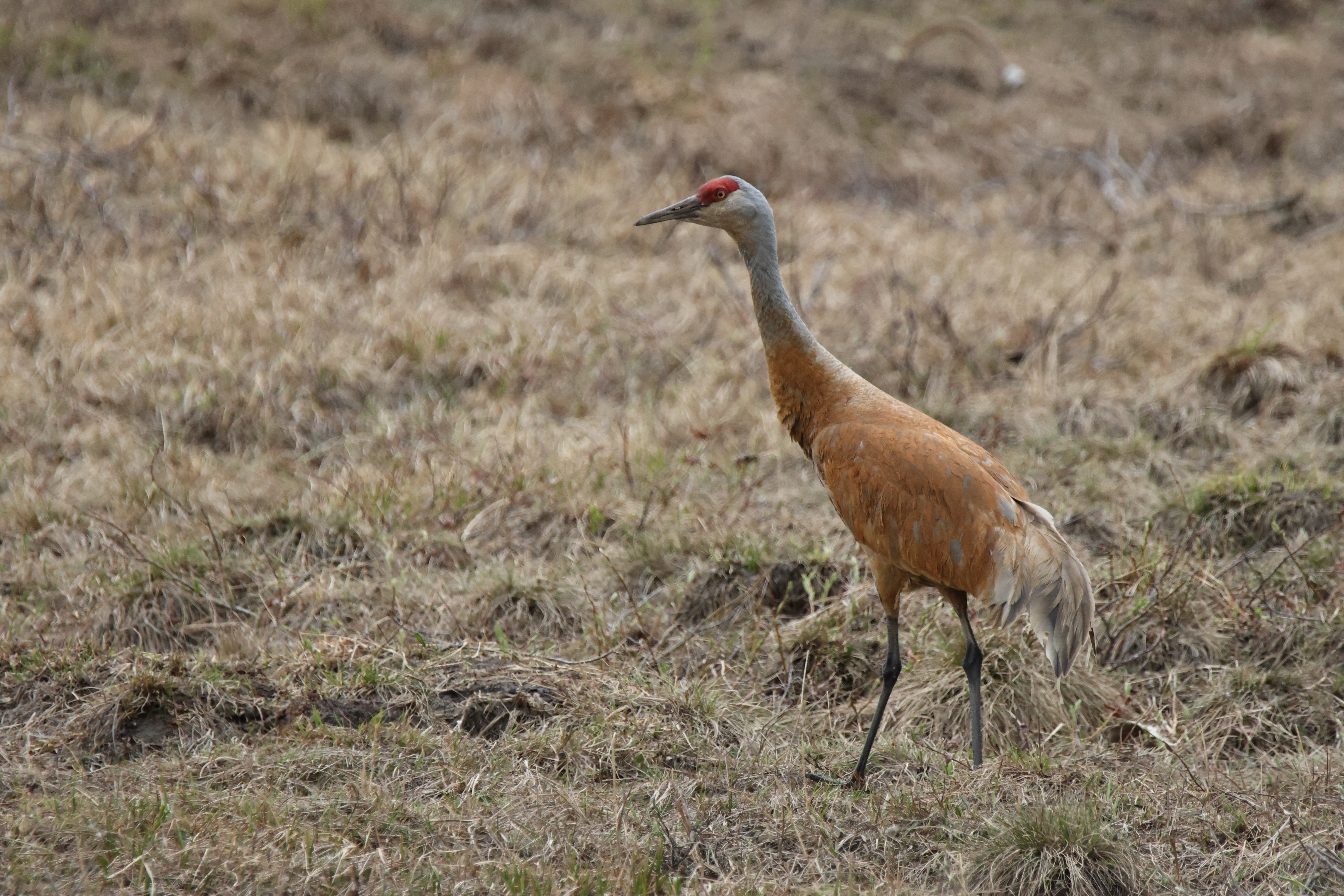 Sandhill Crane